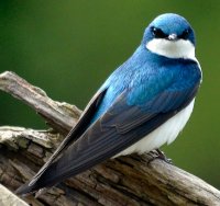 Tree Swallow
